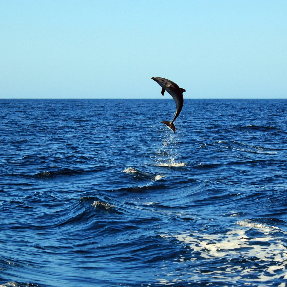Avvistamento Delfini Da San Teodoro Marea Boat Tour Avvistamento Delfini Da San Teodoro Marea Boat Tour